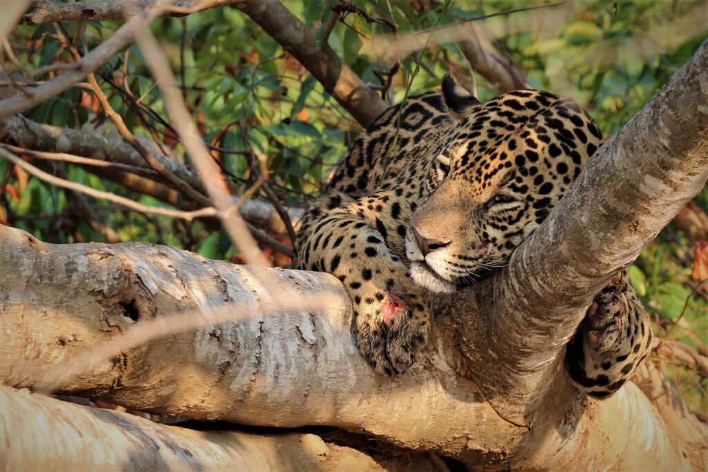 Home - Pantanal Safari Ristour Home